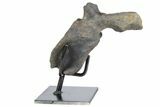 Nodosaur (Panoplosaurus) Vertebrae On Stand - Montana #78121-3